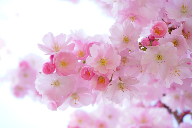 Seasonal Blooms