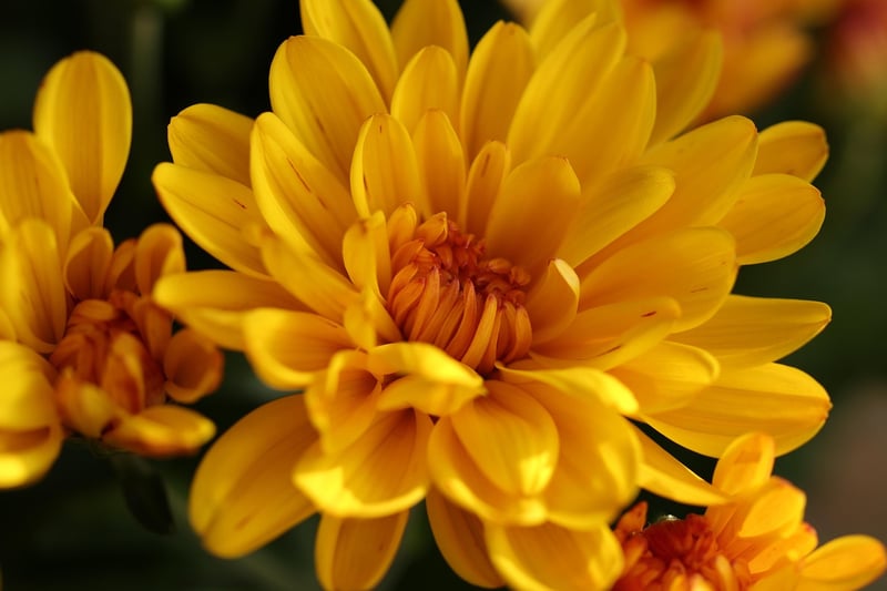 Chrysanthemums