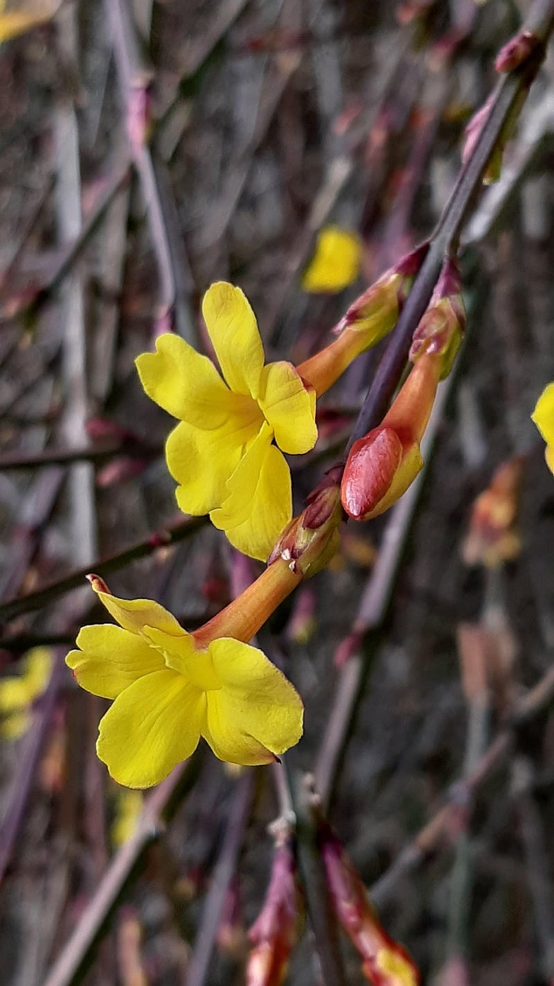 Winter Jasmine